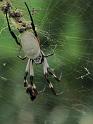 Nephila_edulis_D7358_Z_89_Oaklands Park_Australie